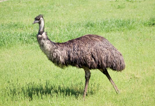 emu bird