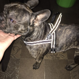 doxin motion harness