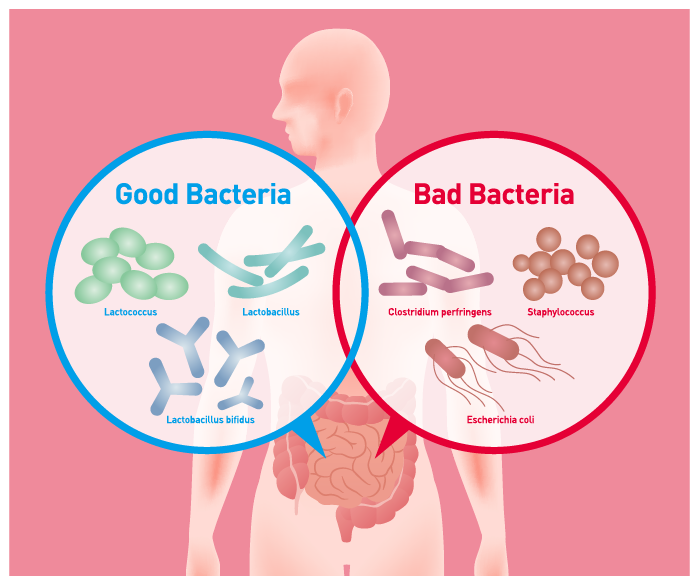 Bacteria And Anal Culture Anal