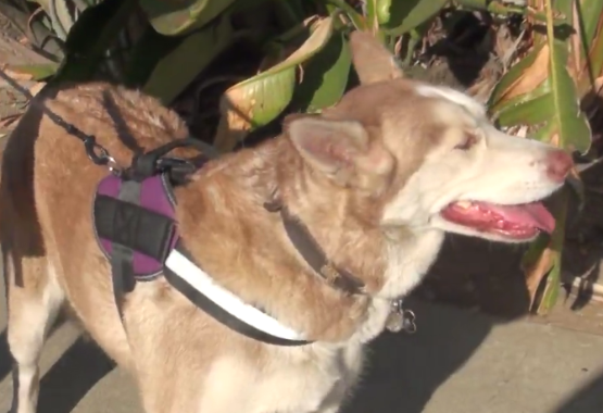 best harness for a siberian husky dog