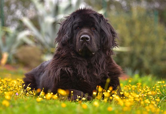 Resultado de imagen para newfoundland cuddle