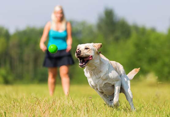 joint supplements for labradors