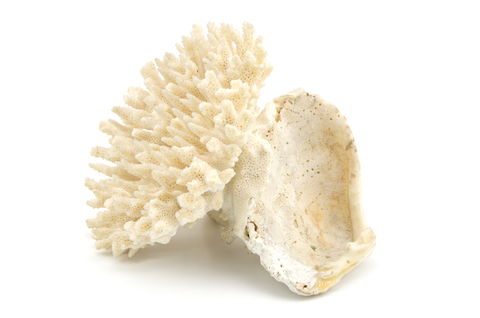 coral reef