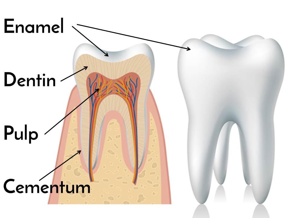 teeth