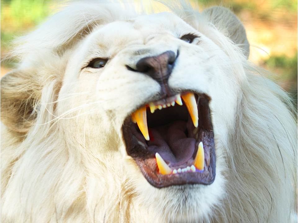 lion with yellow teeth