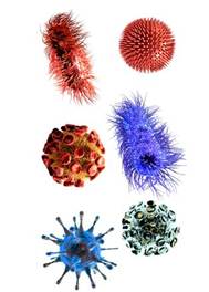 Bacterias