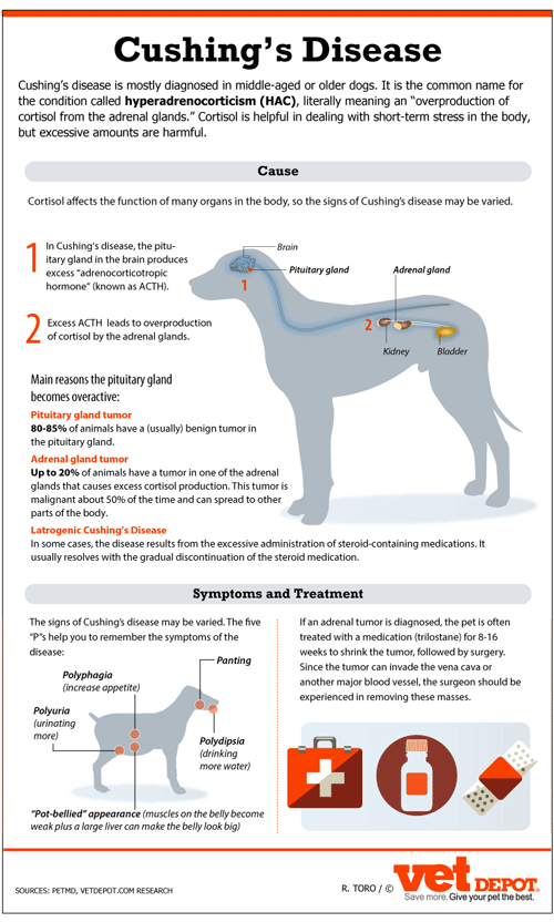 how long can a dog live with cushings disease with treatment