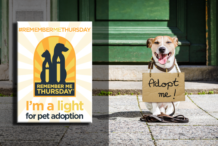 loving arms pet center