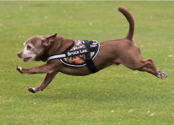 brilliant k9 dog harness