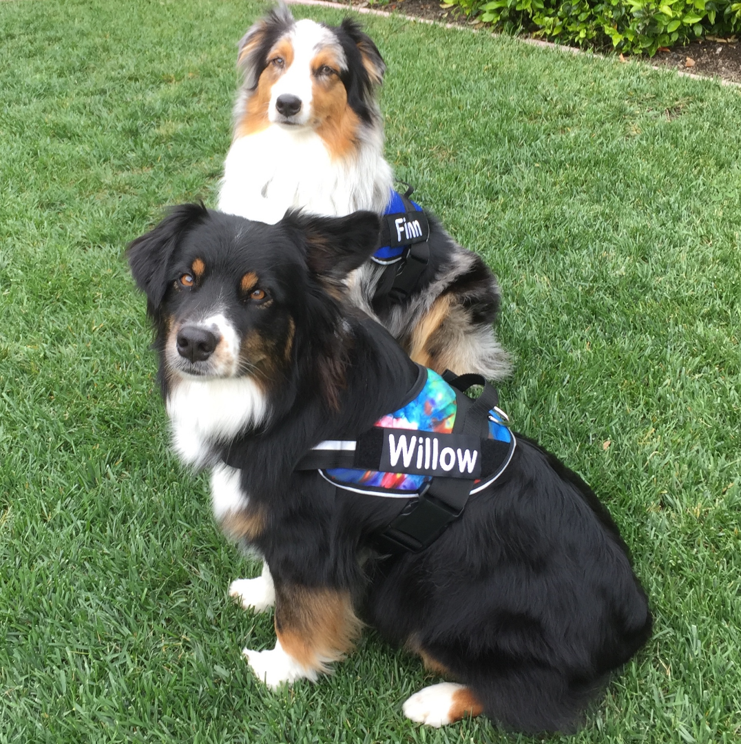 brilliant k9 dog harness