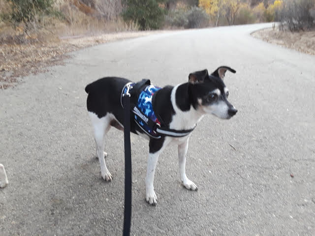 brilliant k9 dog harness