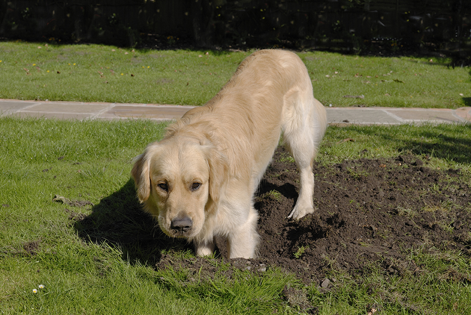 why does my dog dig holes