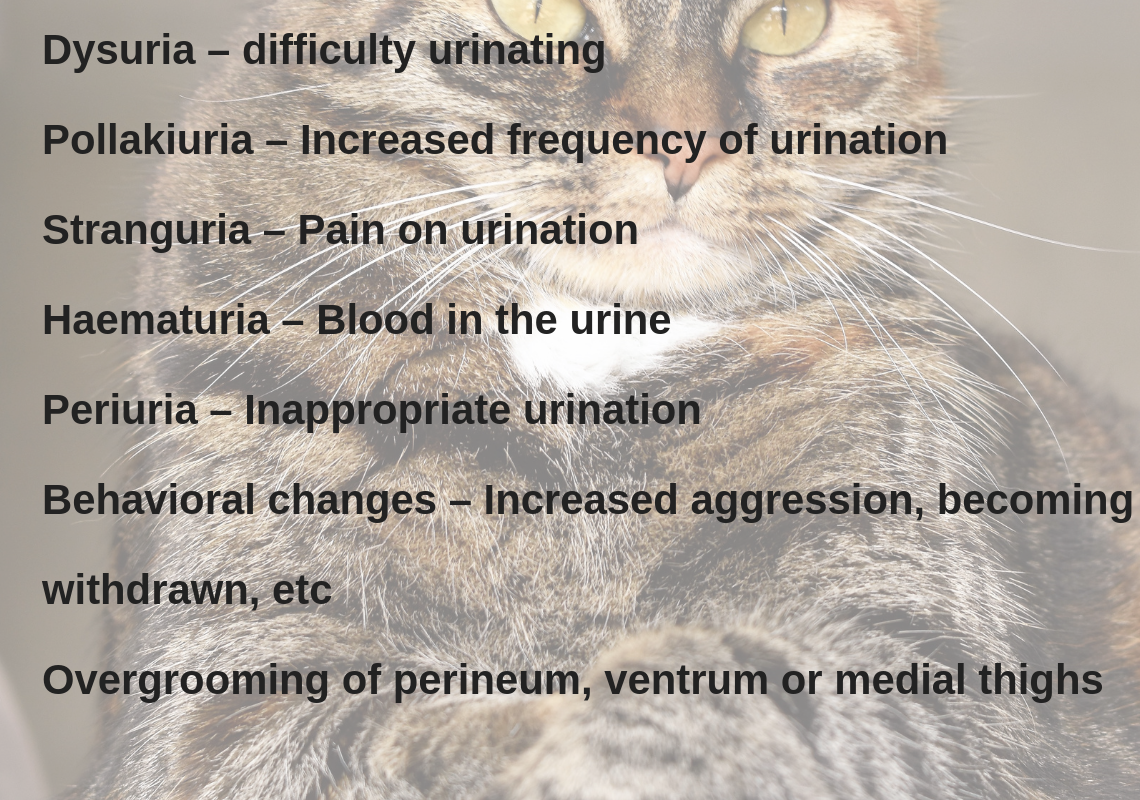 Top Home Treatment For Urinary Tract Infection in Cats