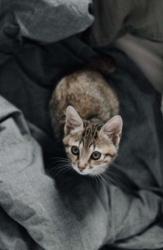 How To Travel With A Cat Prana Pets